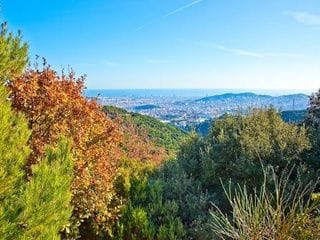 Collserola se seca y afronta un riesgo extremo por la ola de calor
