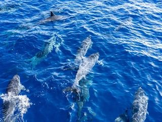 Un proyecto científico revela la sorprendente biodiversidad del litoral barcelonés