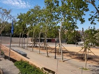 Montjuïc salva ocho plátanos centenarios antes de las obras de la Fira