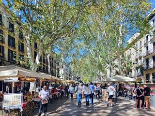 Barcelona cambiará sus calles: menos plátanos y más diversidad en los próximos años