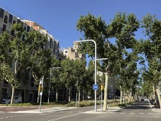 Un árbol cae en pleno Eixample y deja herido a un motorista