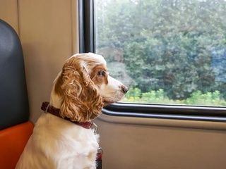 Renfe amplía el viaje con perros de hasta 40 kilos en sus trenes