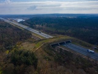 Madrid construirá un ecoducto sobre la M-607 para el paso seguro de fauna