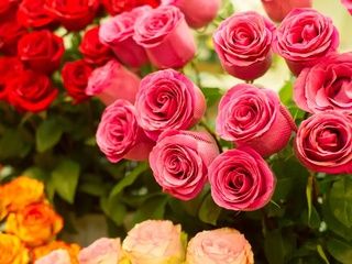 El significado oculto de los colores de la rosa de Sant Jordi en Barcelona