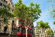 Admirar las rosas de la fachada de la Casa Batlló
