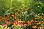 Cicle «CosmoNits Biodiversitat»