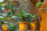 Guardería de Plantas