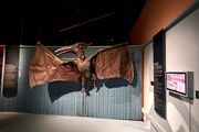 «Visto y no visto: en busca del animal invisible» – Museu de Ciències Naturals