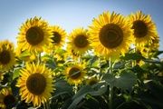 Girasol