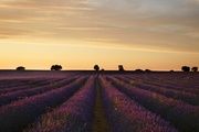 Lavanda