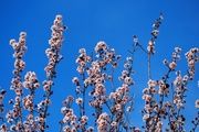 Almendro