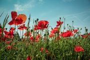 Amapola
