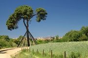 Hacer senderismo por Collserola