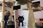 La Gatoteca
