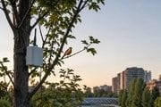 Sensores en un parque para vigilar los aves y murciélagos