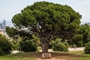 Barcelona blinda cinco nuevos árboles singulares y eleva a 213 su patrimonio verde protegido