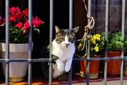  Nuevo refugio felino en Badalona para proteger la biodiversidad local