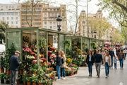  Barcelona traslada a plaza Catalunya los emblemáticos puestos de flores de la Rambla por las obras