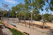 Transplante de plátanos en Montjuïc
