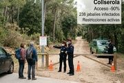Collserola pierde el 90% de sus visitantes por la alerta de peste porcina en Barcelona