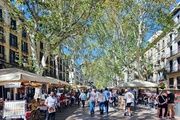 Plátanos en la Rambla