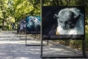 Exposición Emociones en peligro en El Retiro