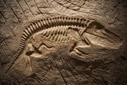 Modelo fósil de dinosaurio