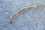  Alerta en Barcelona: las orugas procesionarias invaden parques y zonas verdes