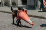  Un perro en las vías paraliza durante dos horas parte de la L3 del metro
