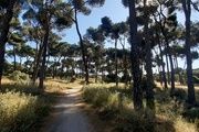 Pinar de Montegancedo, en Pozuelo de Alarcón