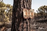 Devastación después del incendio de las fincas y zonas de monte en Navas del Rey